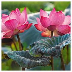 CherryPazzi - Pink Lotus Flowers - 500 Pcs Puzzle Age: +12 - CRP20012