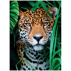 Clementoni High Quality Collection - Jaguar In The Jungle 500 Pcs Puzzle