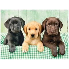 Clementoni Collection de Haute Qualité - Puzzle de 1000 Pcs Trois Chiots Labradors