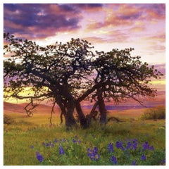 Heye - Puzzle Oak Tree online kaufen - Marc Adamus - Puzzle Age: +14 - HEY29472