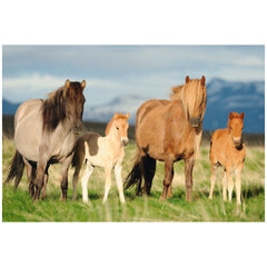 SCHMIDT SPIELE - Puzzle Famille de Chevaux 200 Pcs - Puzzles