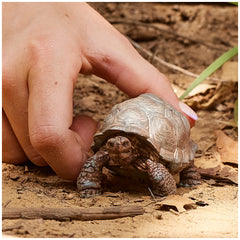 Schleich - Wild Life - Tortue Géante - Figurines d'Action et de Jouets - 14824