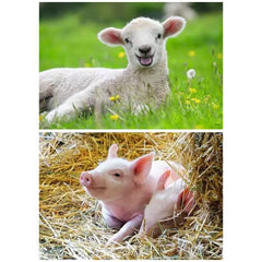 Ravensburger - Nos Animaux de Ferme - 2x12 Pièces - Puzzles