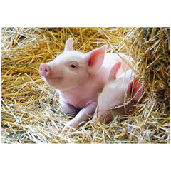 Ravensburger - Nos Animaux de Ferme - 2x12 Pièces - Puzzles