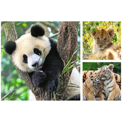 Ravensburger - Panda, Tigre et Lion - 3x49 Pièces - Puzzles
