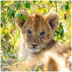 Ravensburger - Panda, Tigre et Lion - 3x49 Pièces - Puzzles