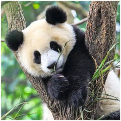 Ravensburger - Panda, Tigre et Lion - 3x49 Pièces - Puzzles