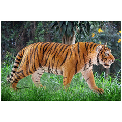 Schleich - Wild Life - Tigre - Figurines d'action et de jouets - 14729