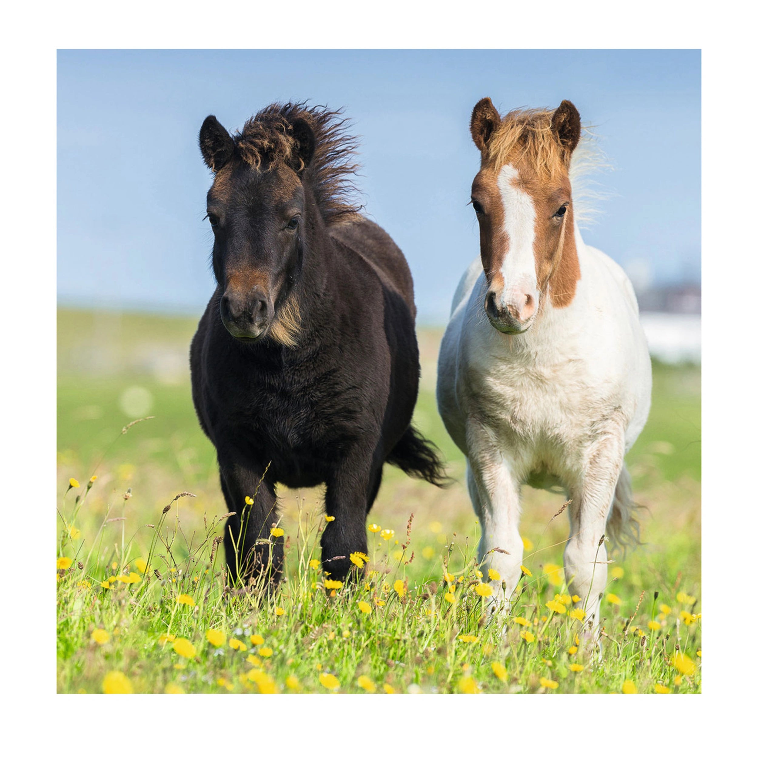Ravensburger - Cute Ponies - 3x49 Pieces - Puzzle