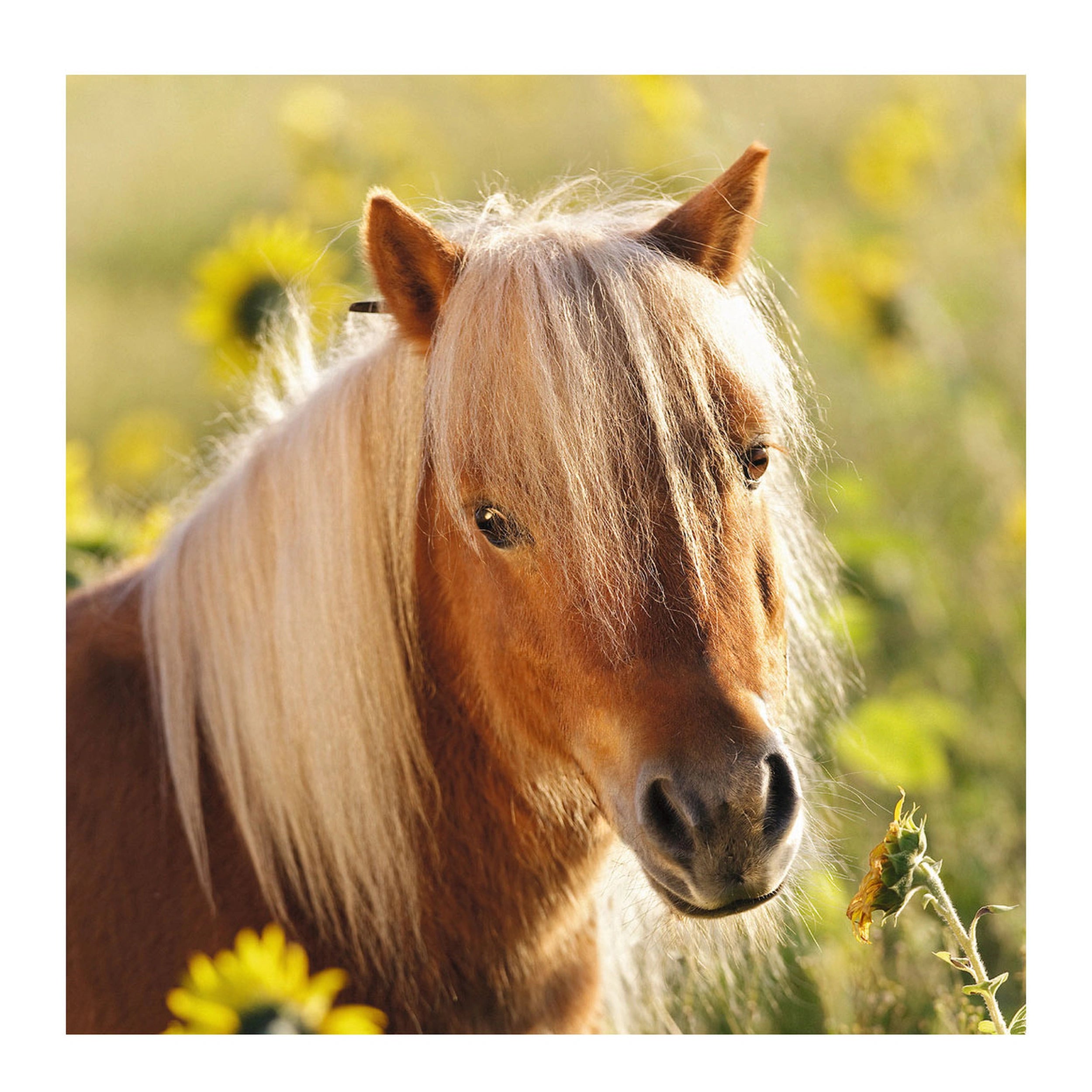 Ravensburger - Cute Ponies - 3x49 Pieces - Puzzle