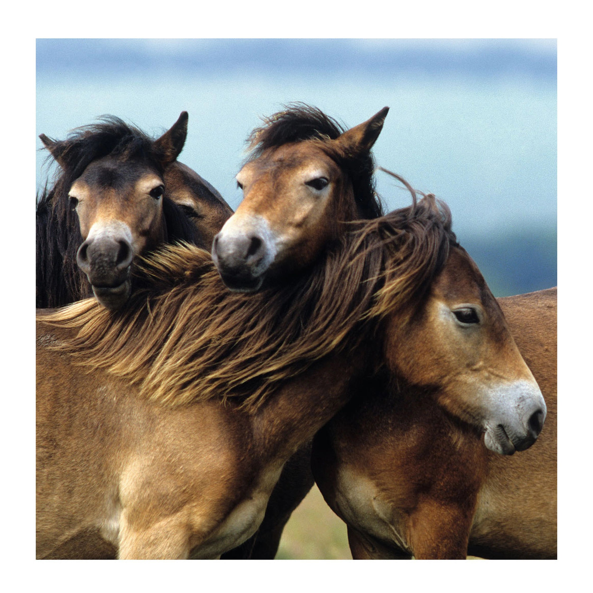 Ravensburger - Cute Ponies - 3x49 Pieces - Puzzle