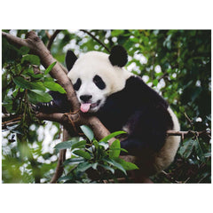 Ravensburger - Panda Bear - 500 Pieces - Puzzle