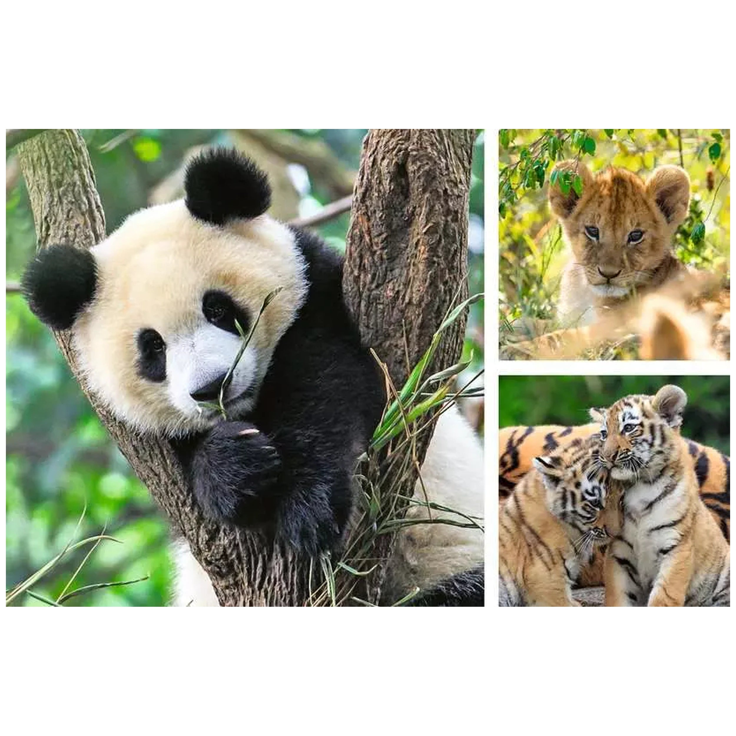 Ravensburger - Panda Tiger And Lion - 3x49 Pieces - Puzzles