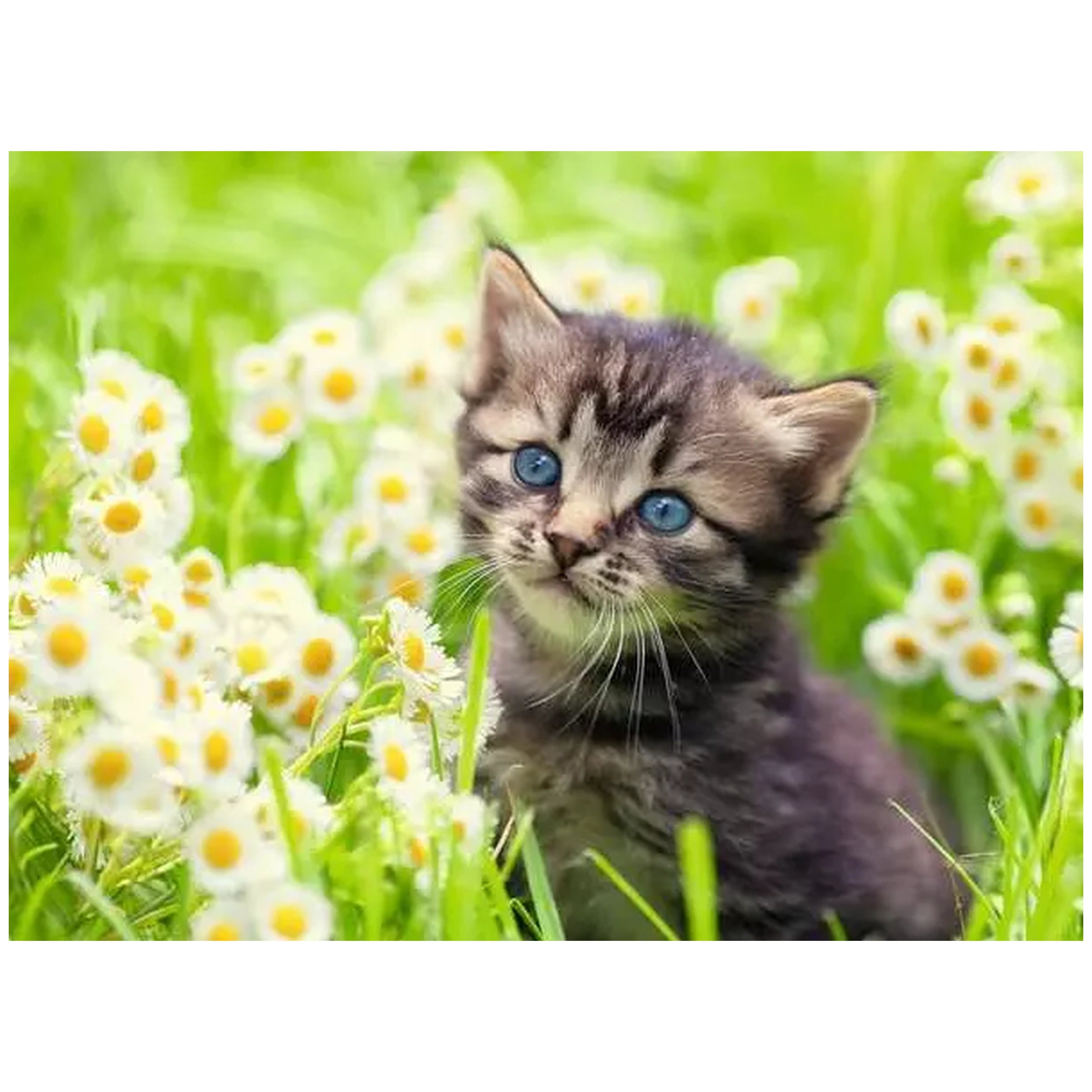 Ravensburger-Puzzle-500-Pieces-Cats-in-the-Field