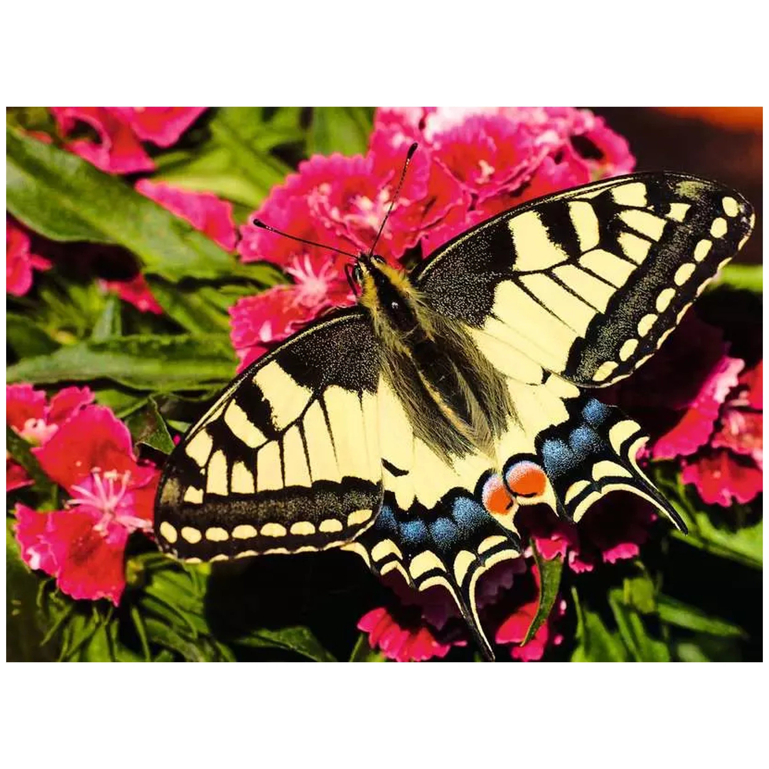 Ravensburger - Puzzle 500 Pièces Animaux Colorés - Puzzles