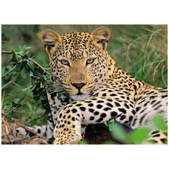 Ravensburger - Vio le léopard - 100 pièces - Puzzles