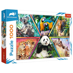 Trefl - Puzzle de 1000 Pièces - Puzzles - 14 - TRF10672