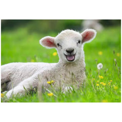 Ravensburger - Nos Animaux de Ferme - 2x12 Pièces - Puzzles