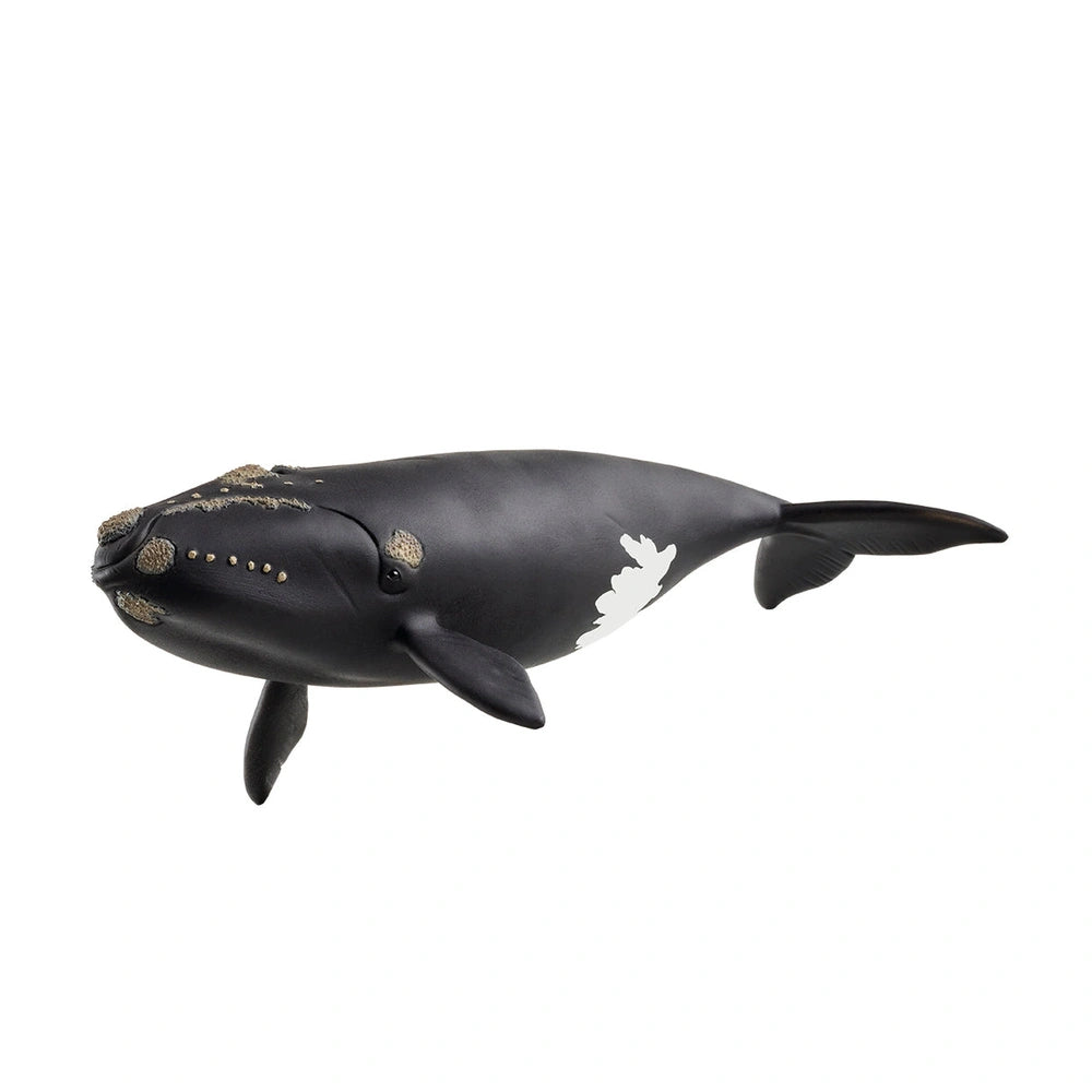 Schleich - Wild Life - North Atlantic Right Whale - Action & Toy Figures - 14878